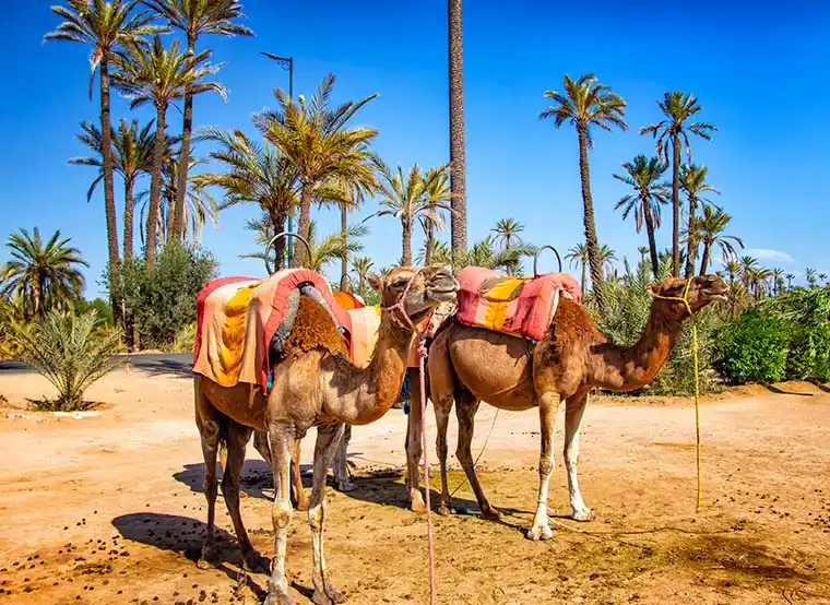 Sunset Camel Ride in Marrakech’s Palmeraie | Desert Experience & Berber Tea