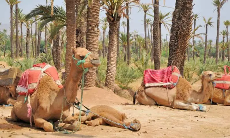 Sunset Camel Ride in Marrakech’s Palmeraie | Desert Experience & Berber Tea