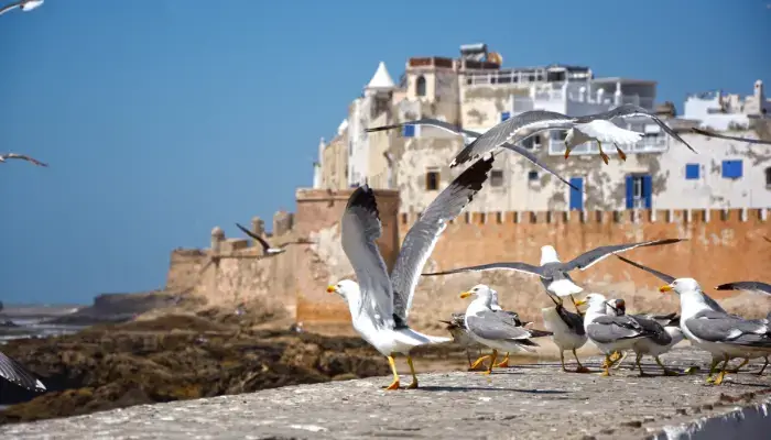 Exclusive Essaouira Day Tour from Marrakech – Private & VIP Experience